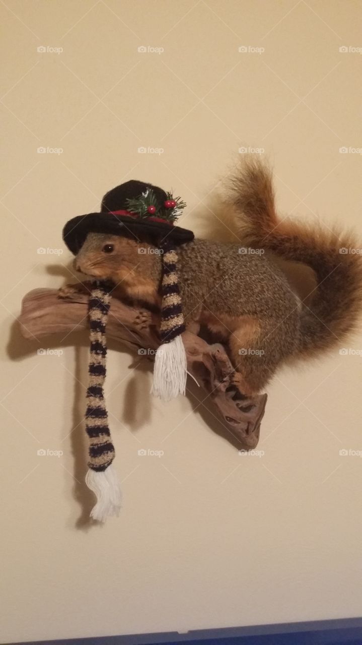 squirrel with hat an