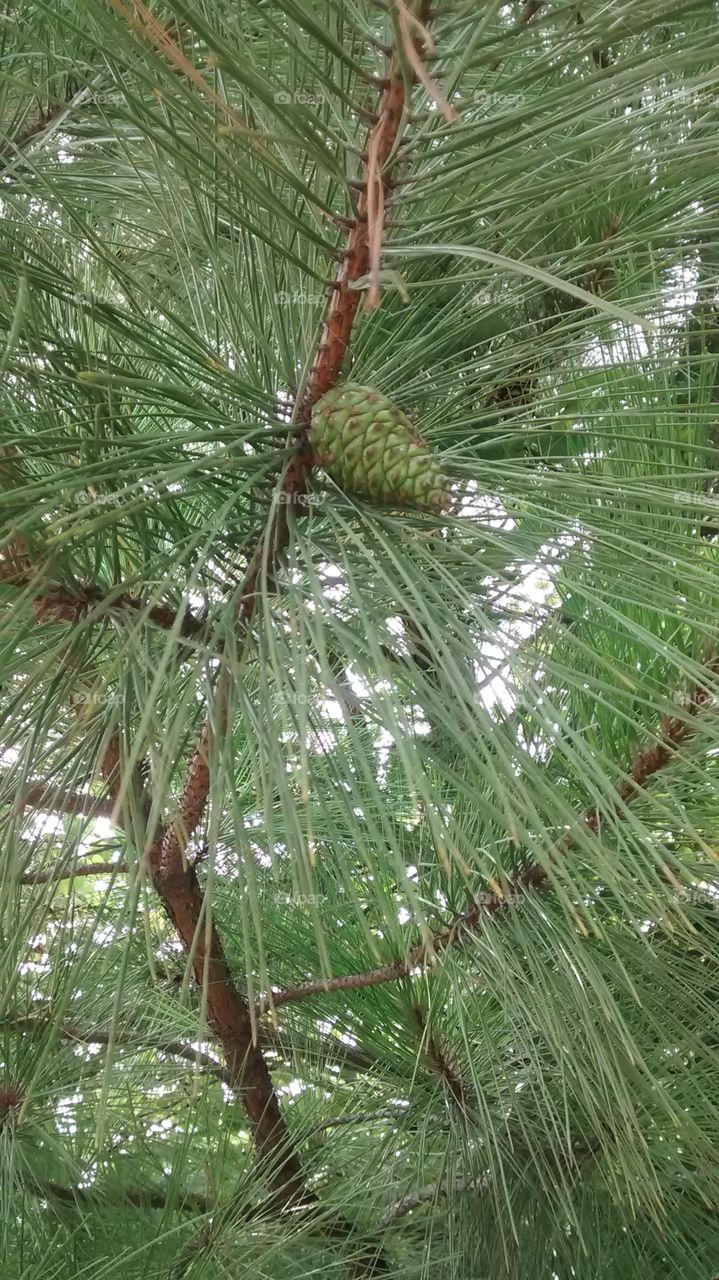 Lone Pinecone in Tree