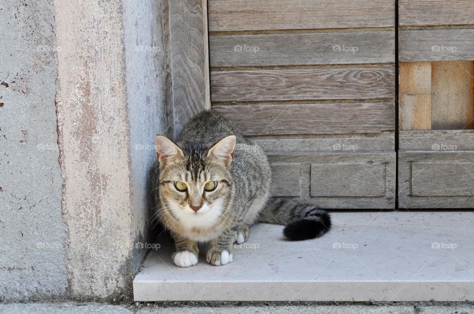 European tabby city cat presides over the door of his house in a residential quarter