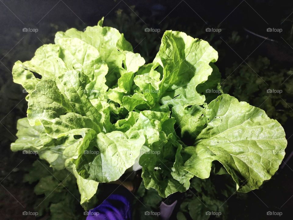 Lettuce top view in black background