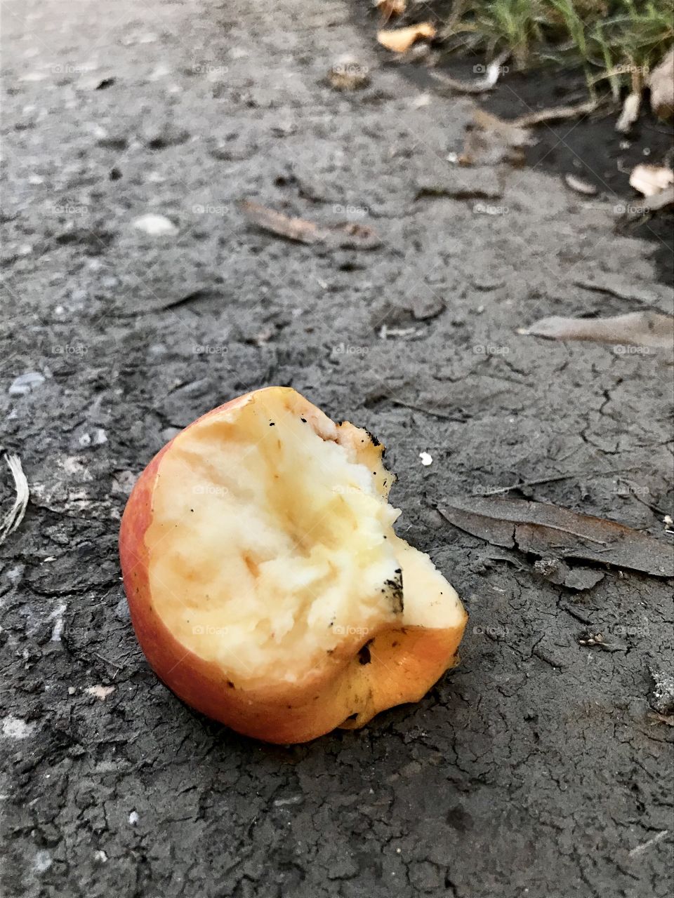 Beautiful apple laying fallen on the ground.