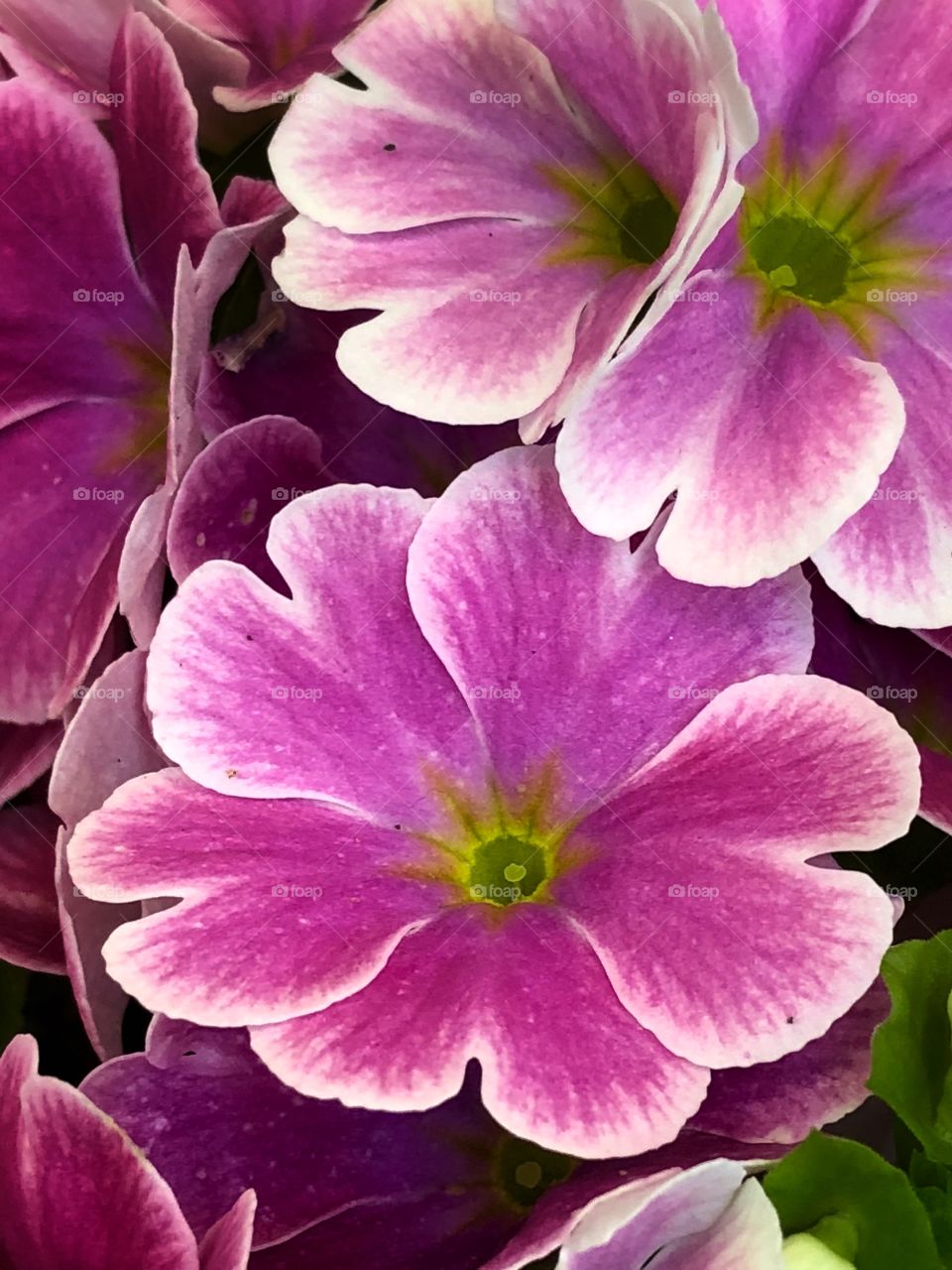 Prímula... linda e delicada. Beautiful and delicate!