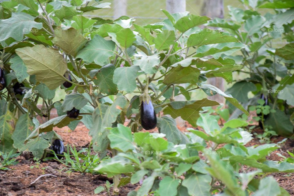 vegetable garden