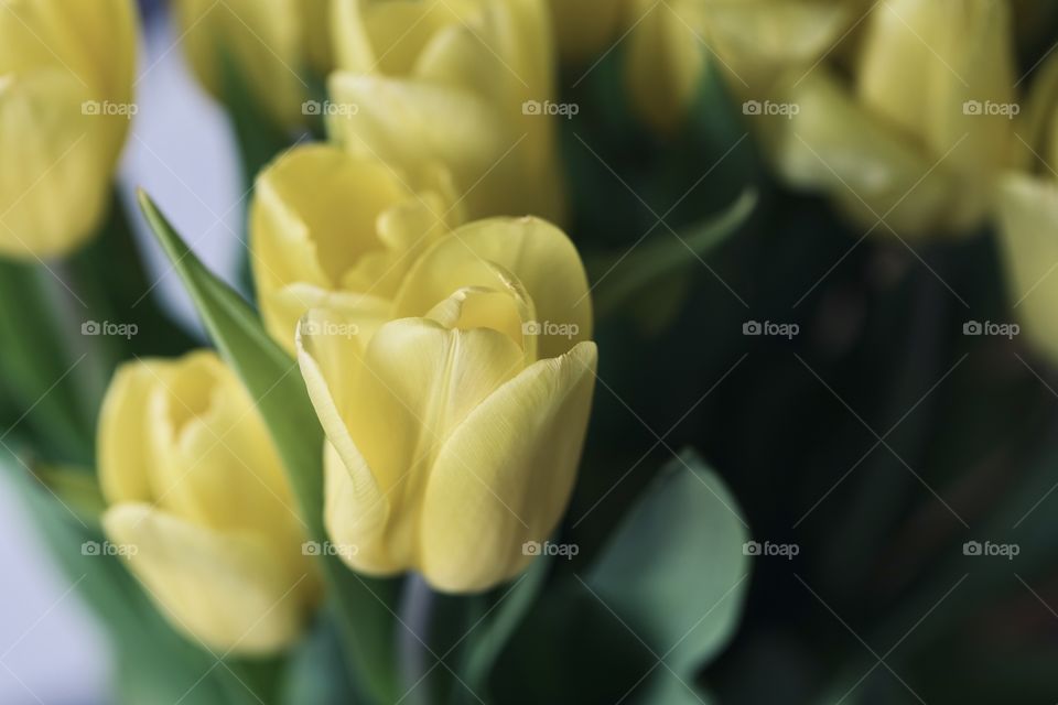 Tulips