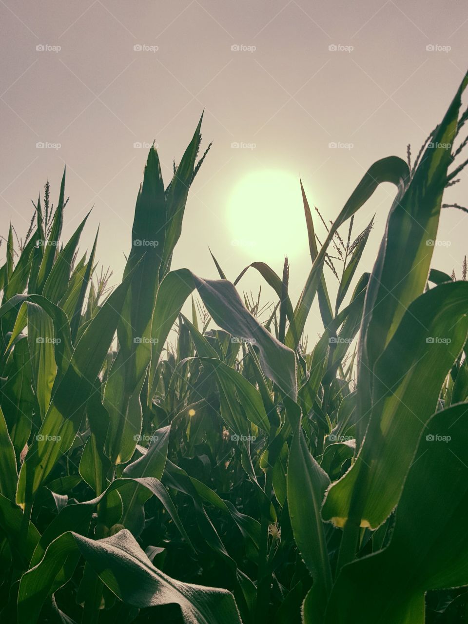 morning sun through the corn