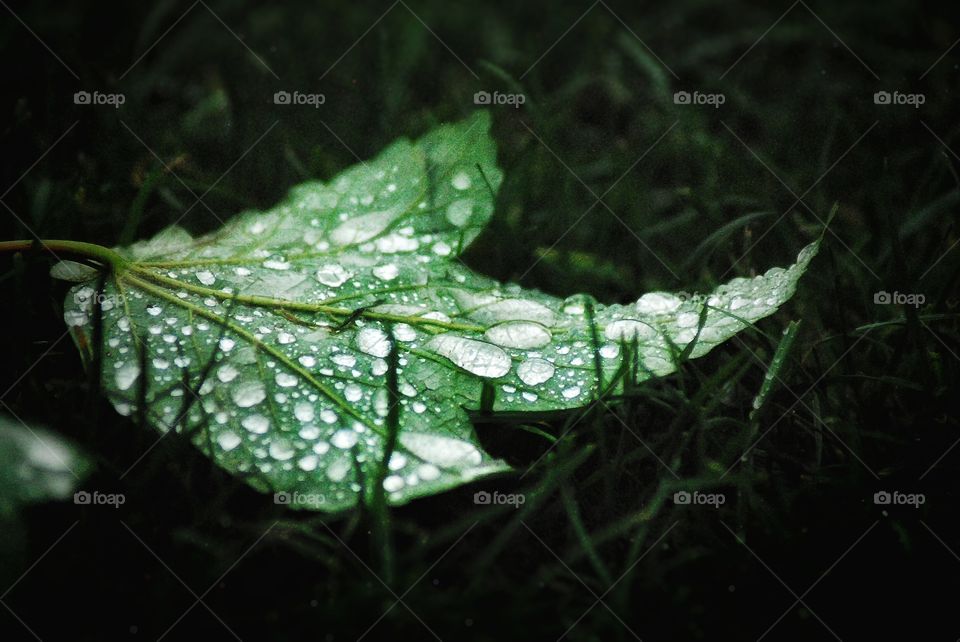 Close-up of dew on a leaf