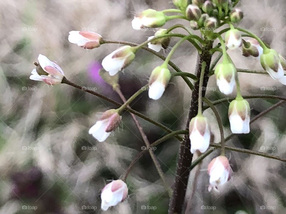 Tiny blooms