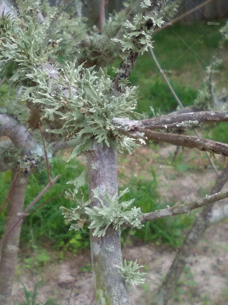 Mossy Branches