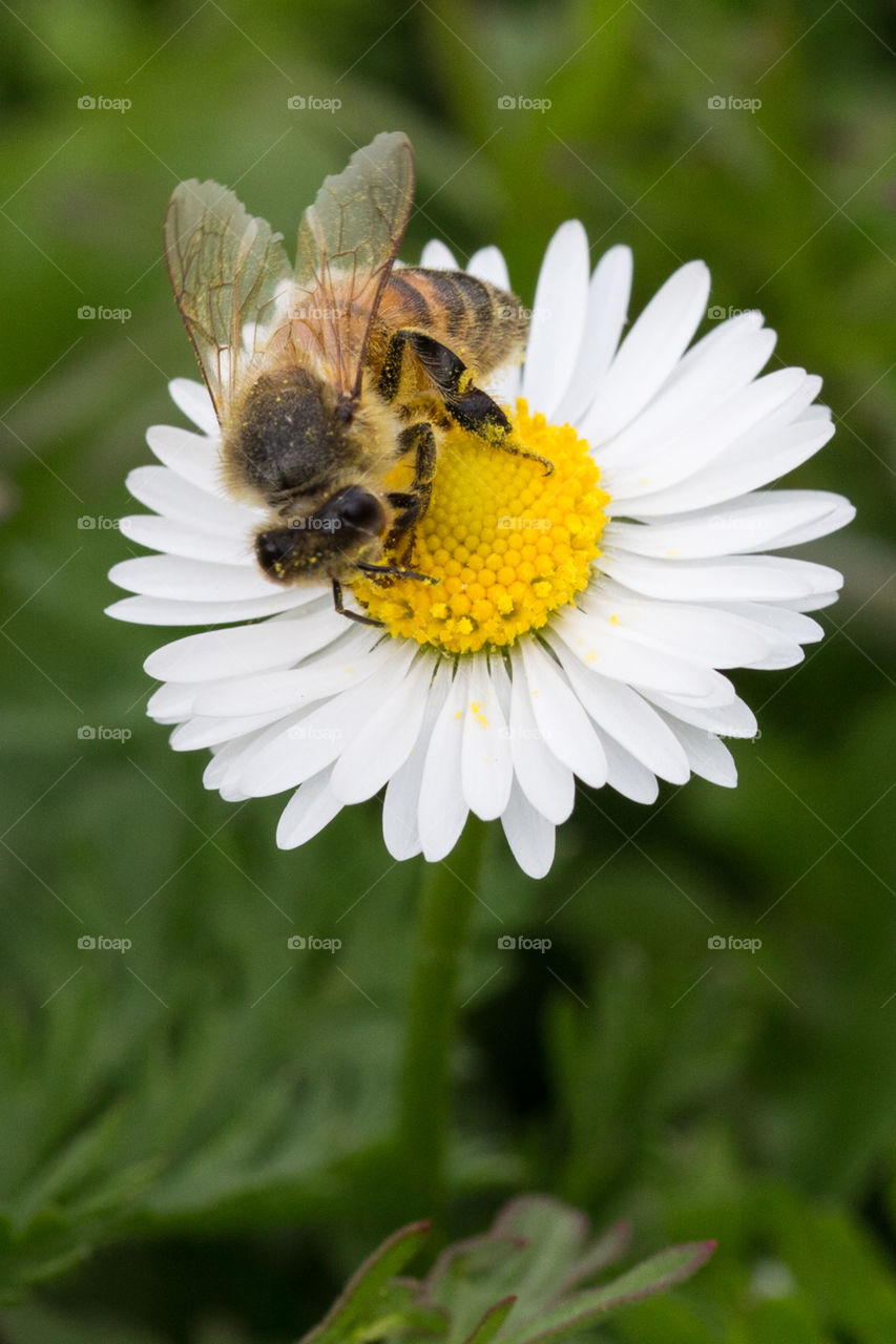 Close-up of bee on white daisy flower