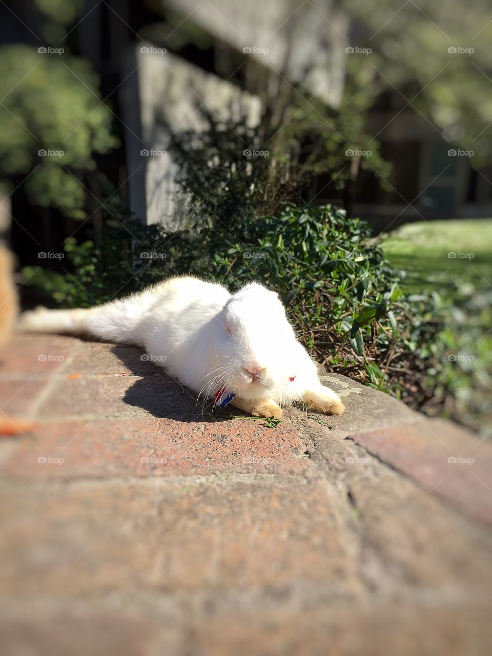 White bunny relaxing in the sun in Paris street