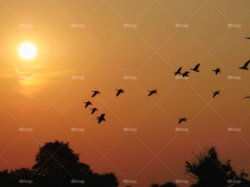 Silhouettes of geese