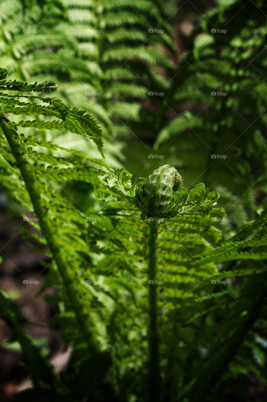 fern