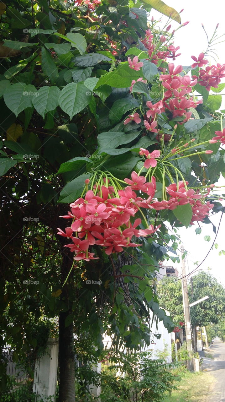 flower on the way home