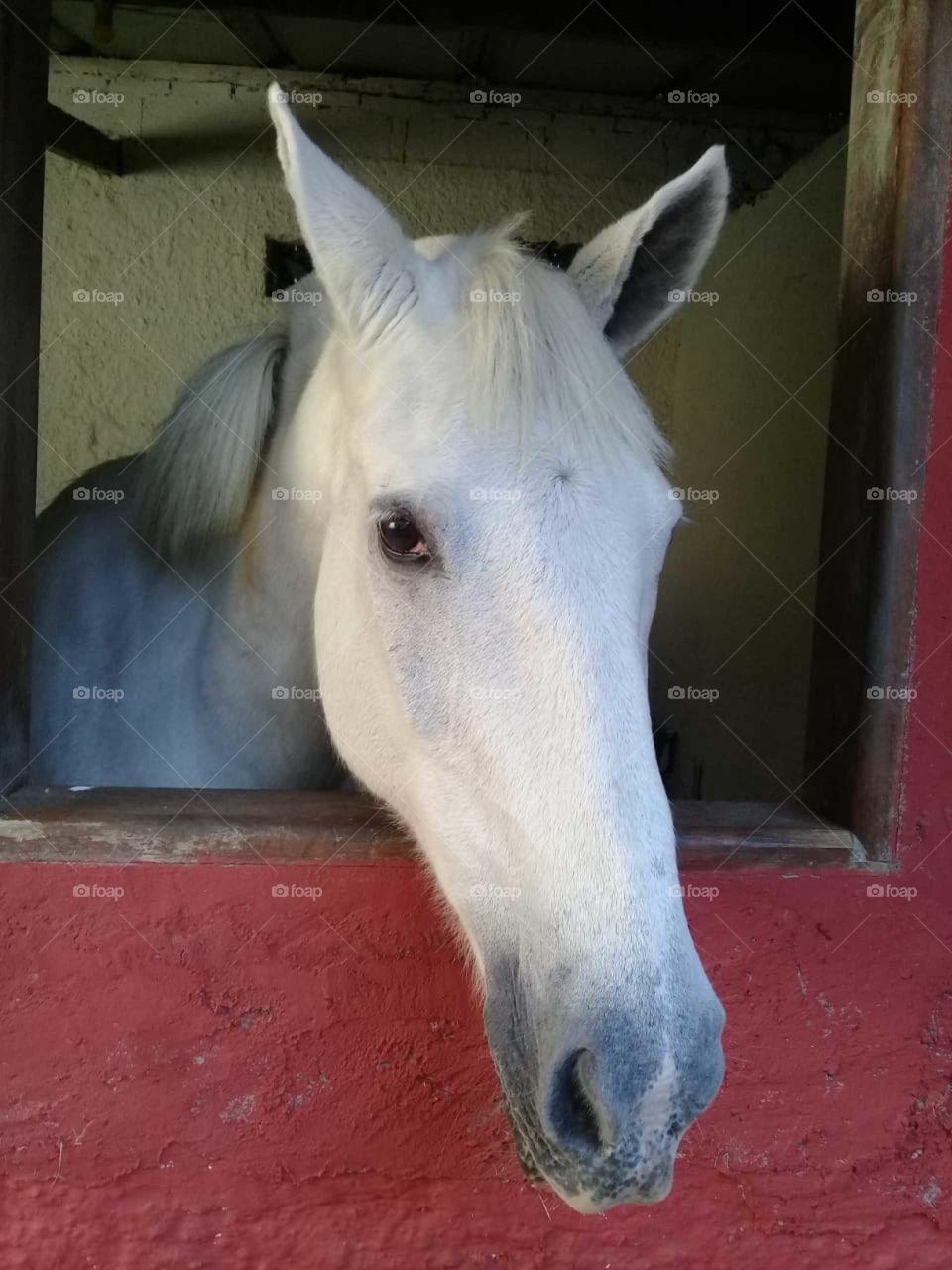 The horse decided to wait for someone at the window to talk.  What did he mean? / O cavalo resolveu esperar alguém na janela para conversar. O que ele queria dizer?