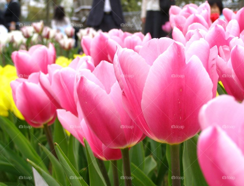 Pink Tulip