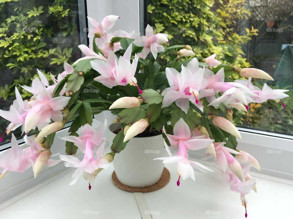 Christmas cactus 