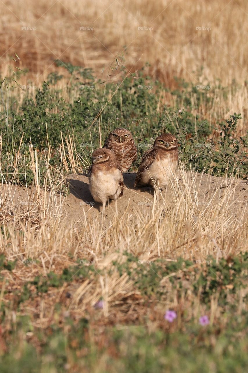 Burrowing owl family