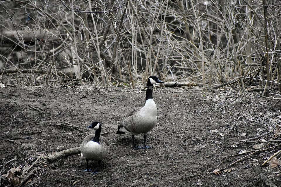 Geese 