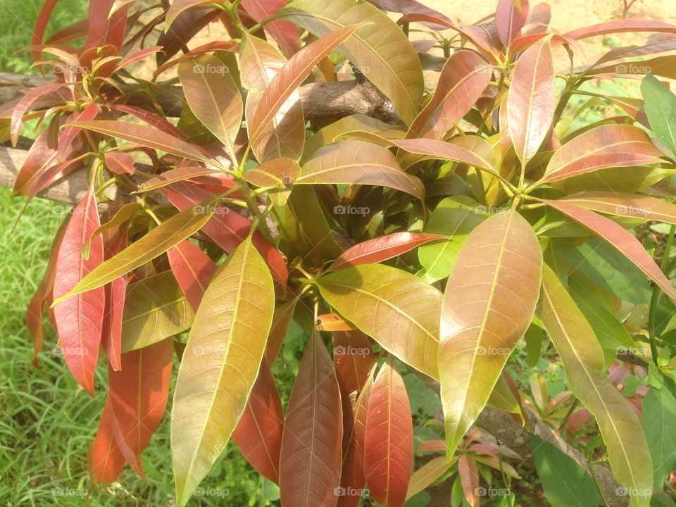 Mango leaf