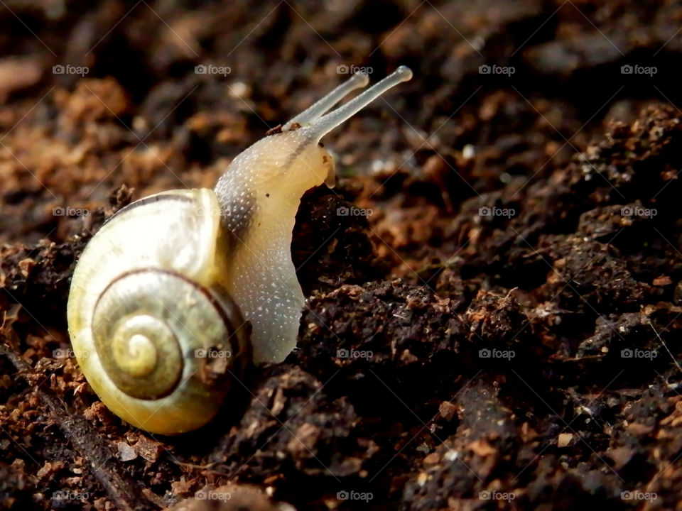 Garden snail with head up and antennae extended in shell macro closeup of organic soil conceptual springtime and summer gardening pests background image 