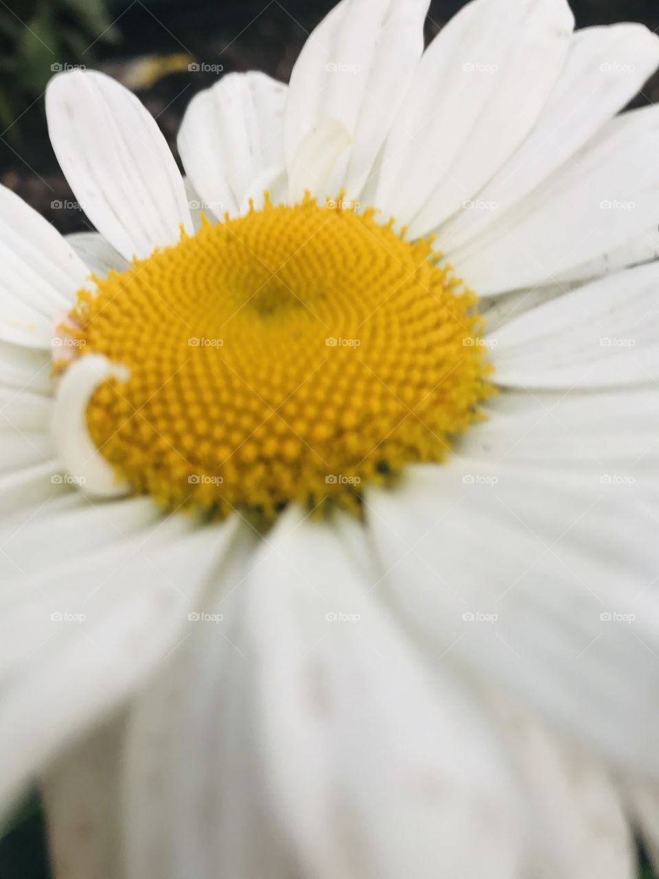  Beautiful white flower