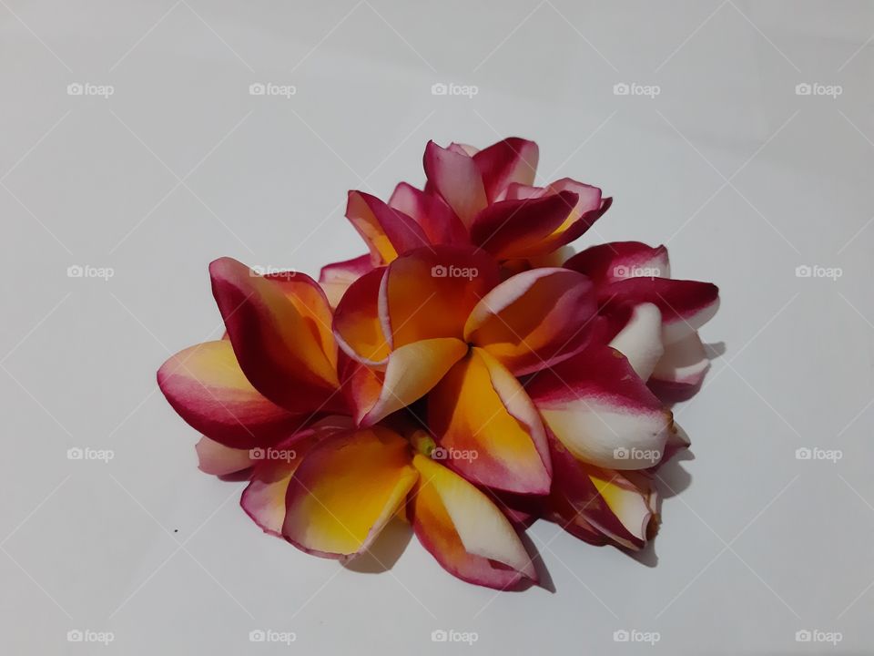 A bunch of frangipani flowers. This is also known as "Bunga Kamboja" in Indonesia. It is commonly used as a means of praying in Bali.