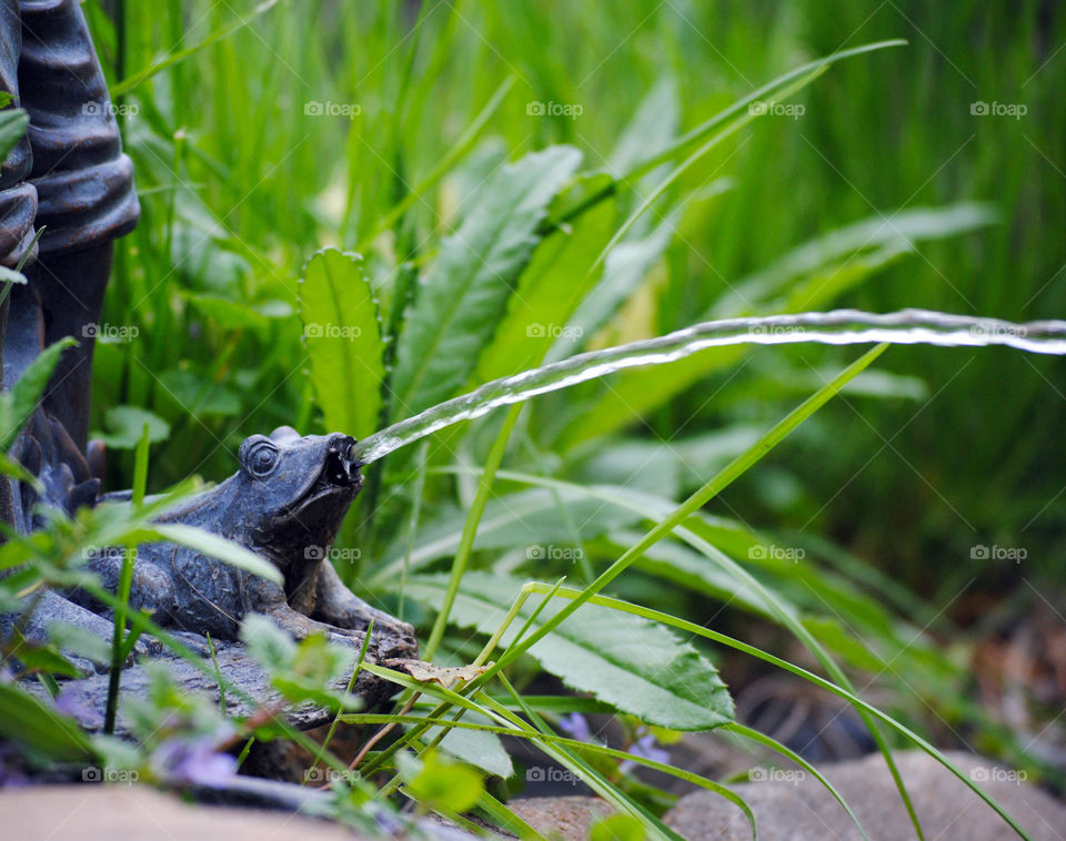 Fountain frog
