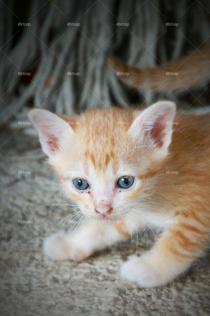 Cute brown kitten.
