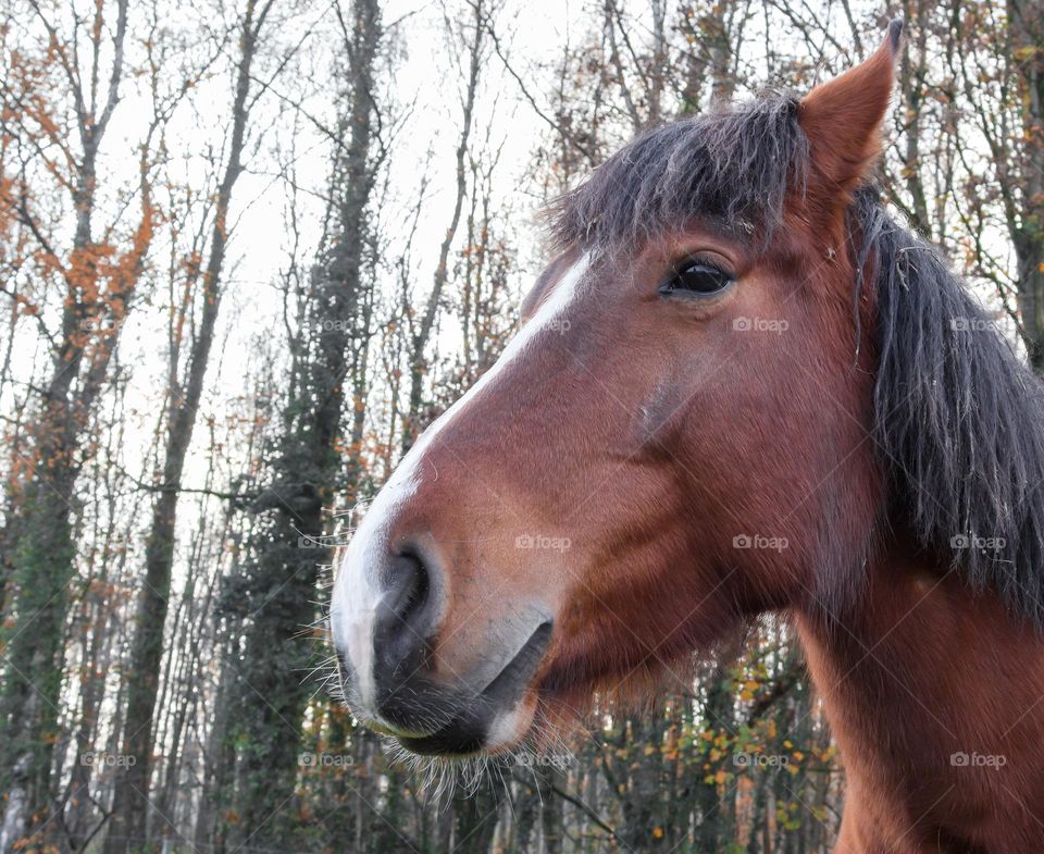 A portrait of a beautiful bay horse with a brown color, a black mane and a white stripe on the muzzle stands in a paddock against the background of autumn trees in a rustic ranch, close-up view from below.