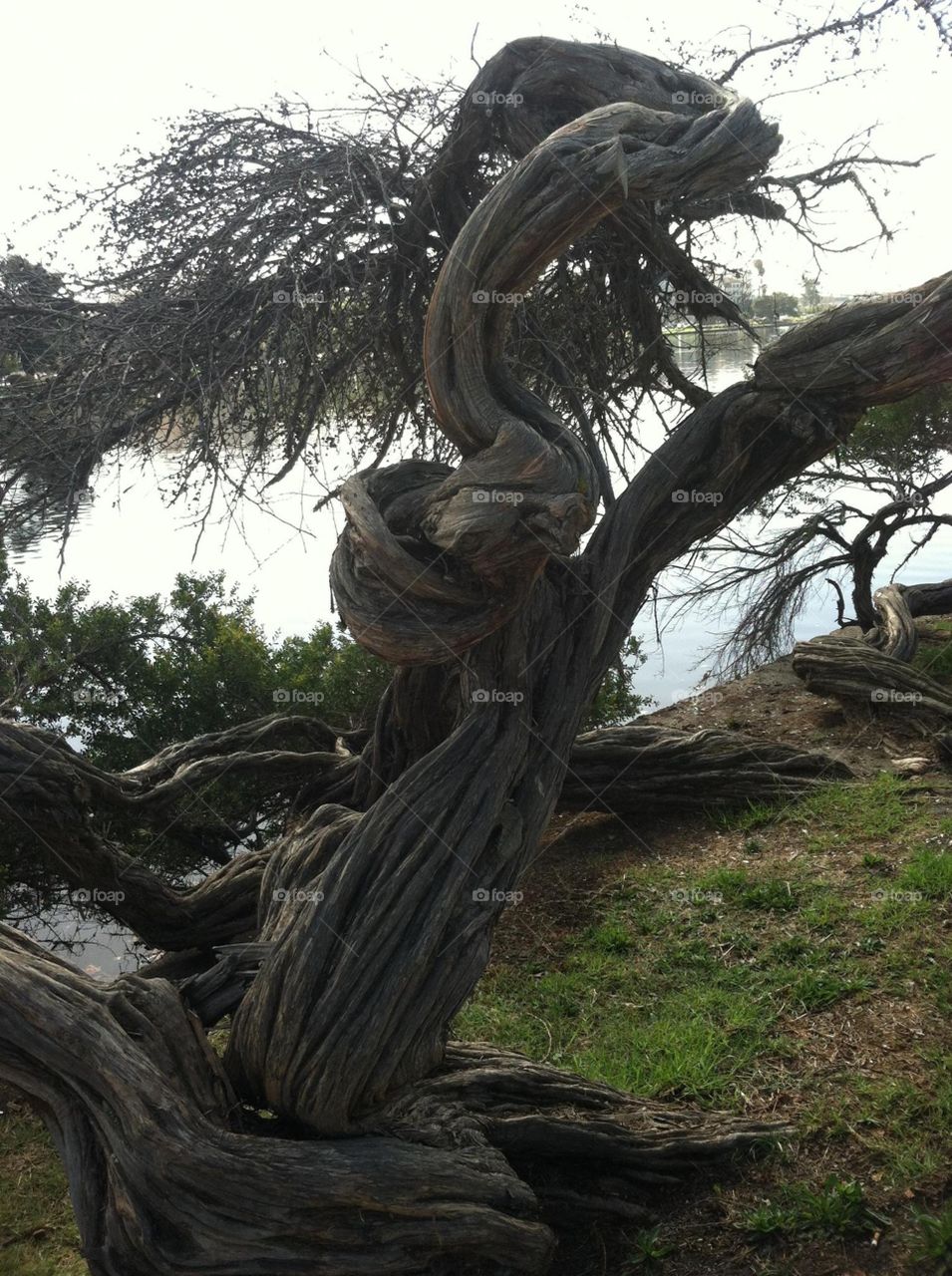 Twisted tree