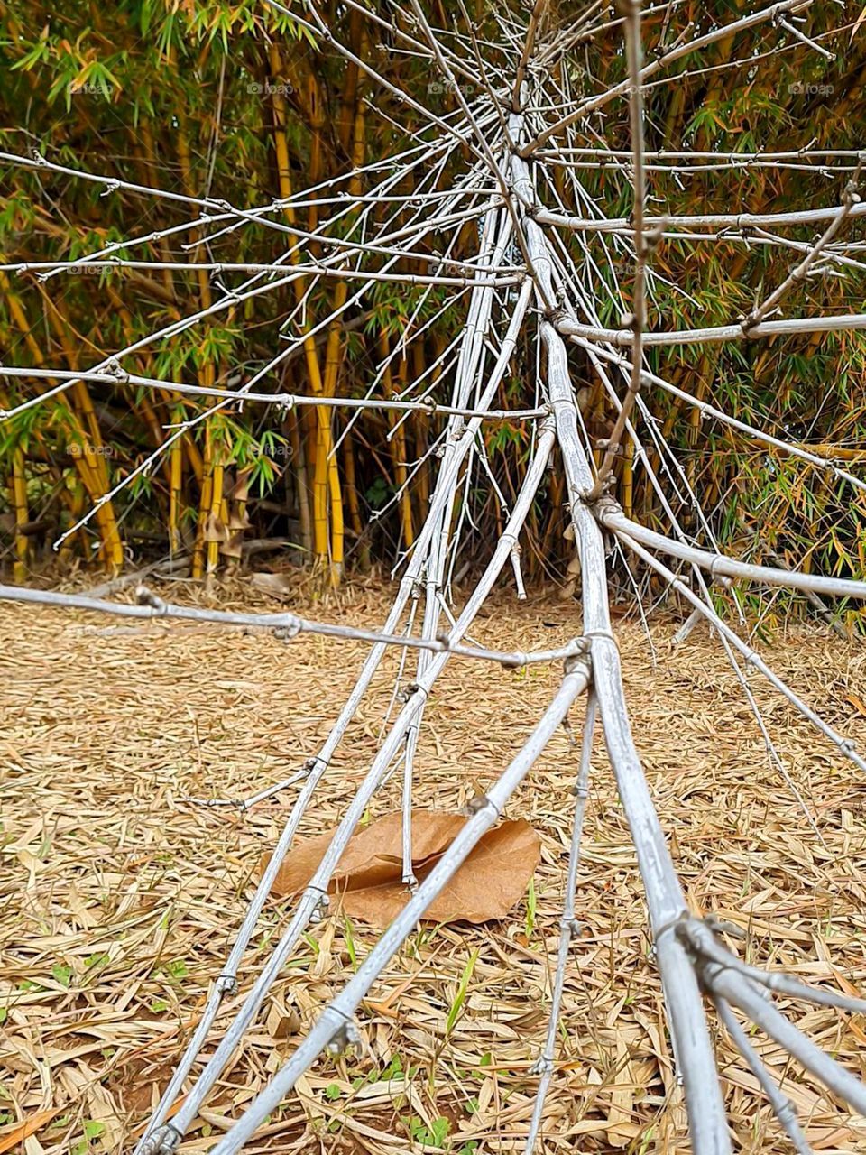 Multiverse: Dried Bamboo Twigs