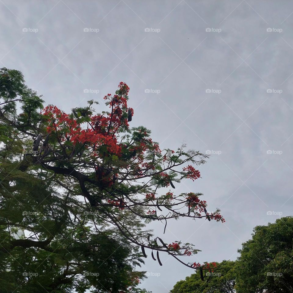 tree with red flowers, seen directly from below