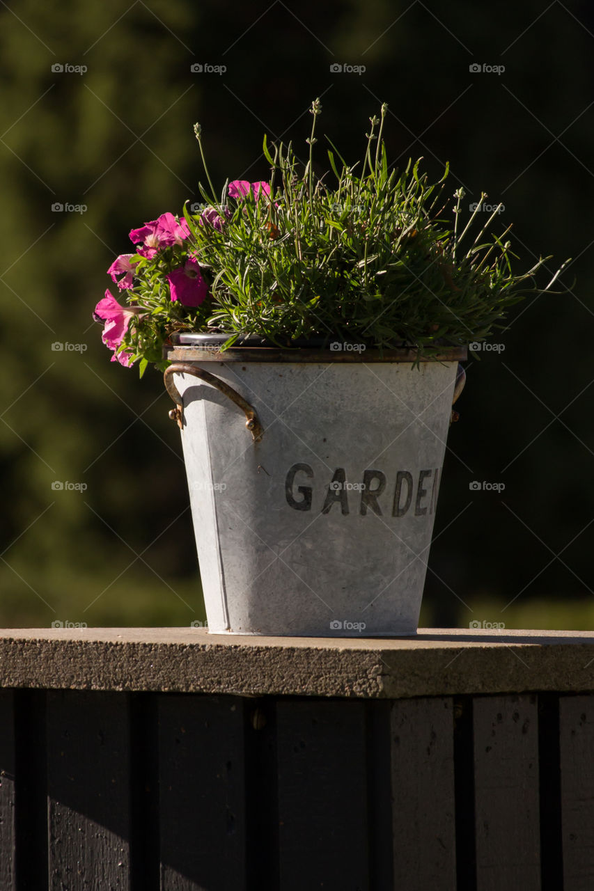 Sun shines on fall flower in a zinc bucket  - Solen skiner på höst plantering i  zinkkruka 