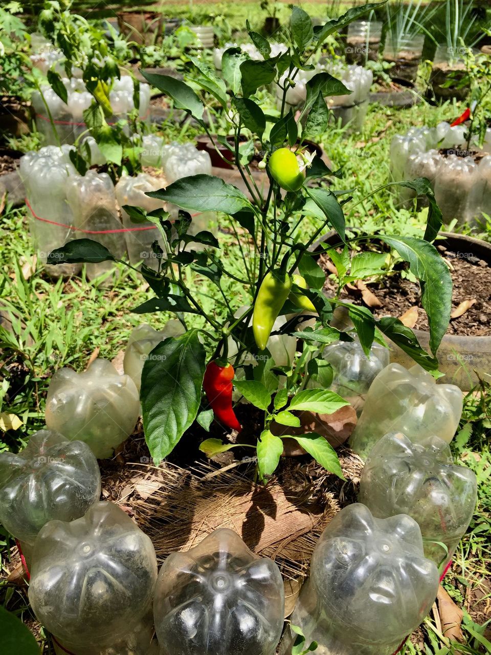 Bell peppers planted in a soda plastic bottles for family’s consumptions and sustainability to prevent solid waste at home.