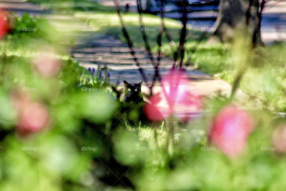 Inkie the black kitty 🐱