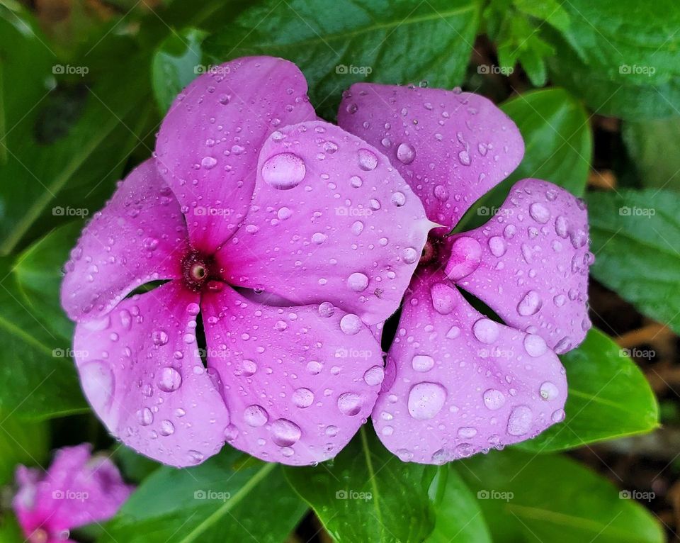 Dew drops of the morning 💜