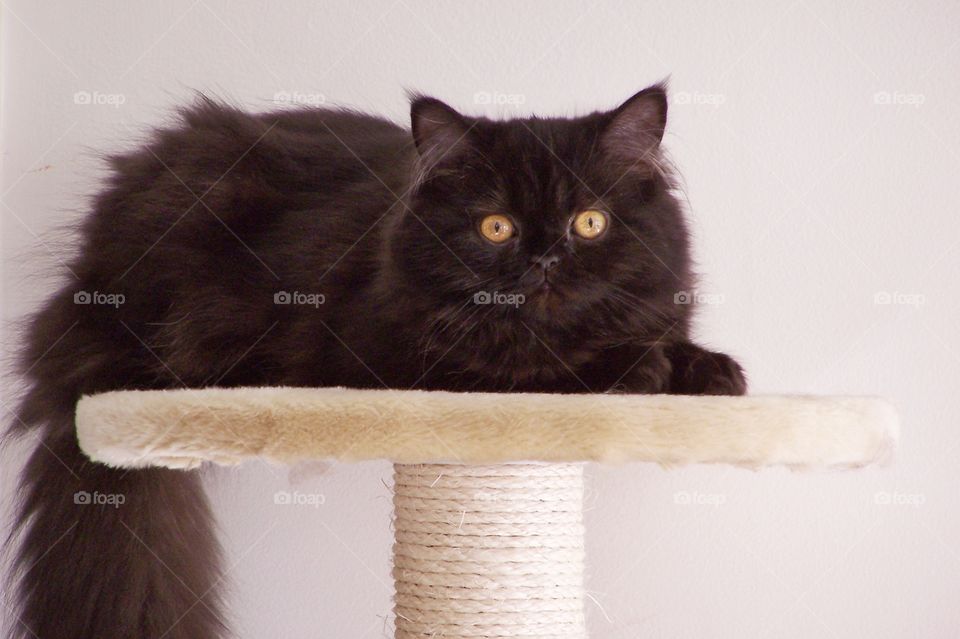 Black cat sitting on table