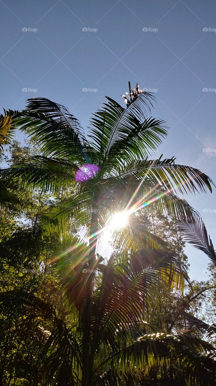 #BELAS PALMEIRAS, #ESPLENDOROSO RAIO DE SOL E, WOOOAALACH... UM #BELO CLICK!!!