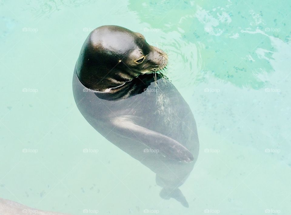 Darling seal sitting in the water floating! Looks like he is just sitting and chilling!!