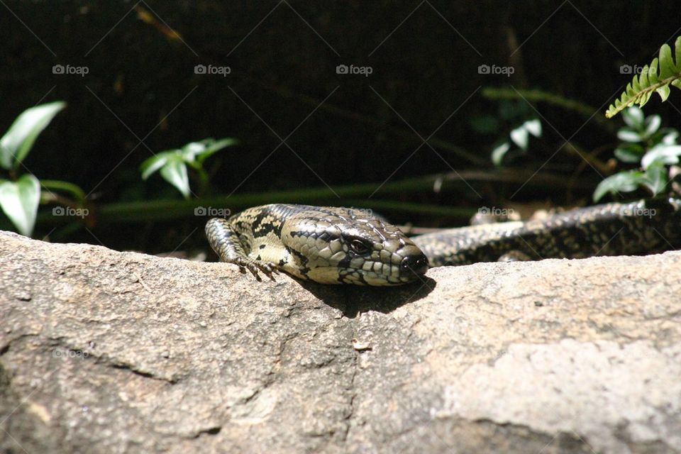 Blue Tongue Lizard