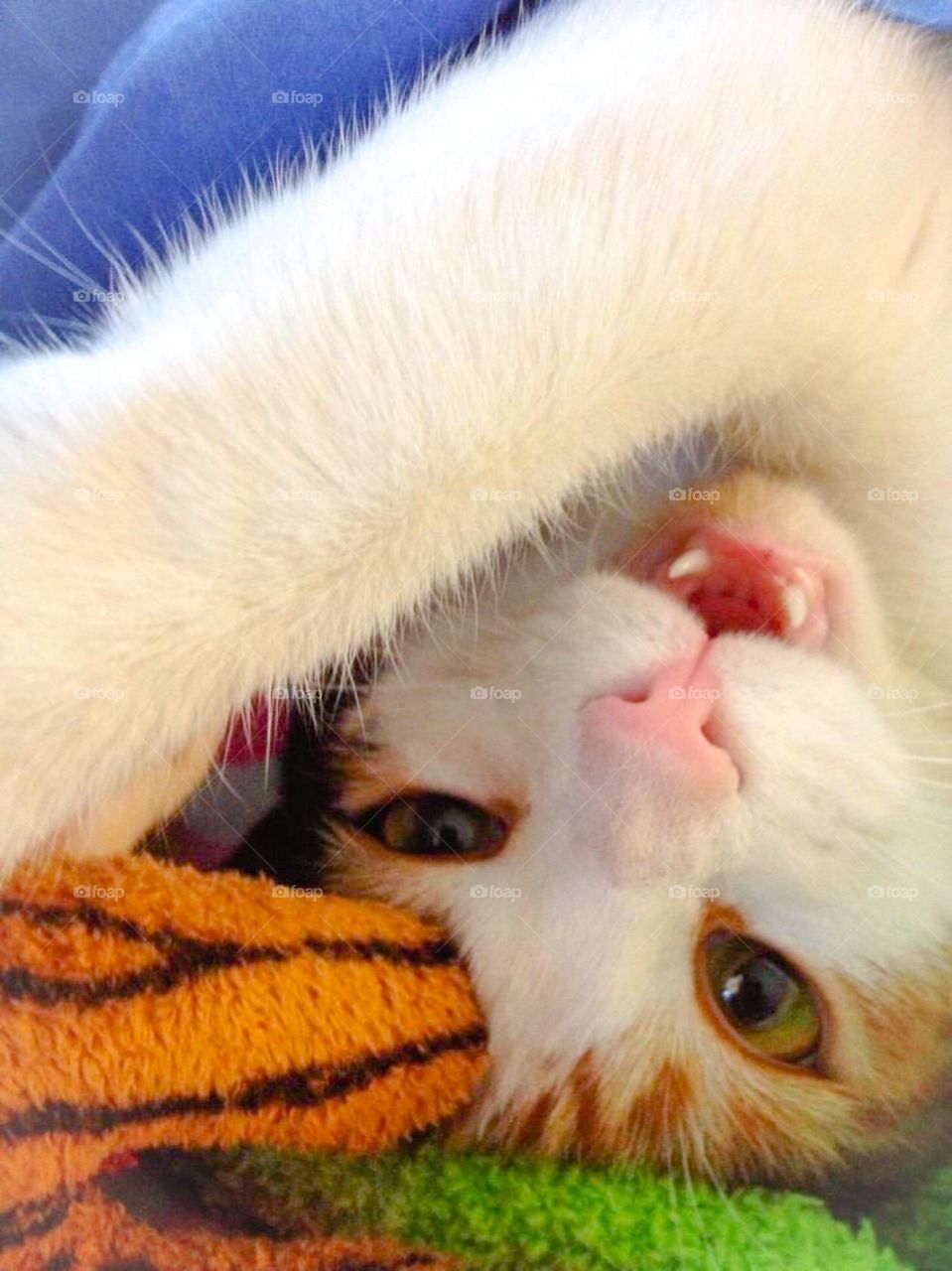 Roar  . Playful feline 