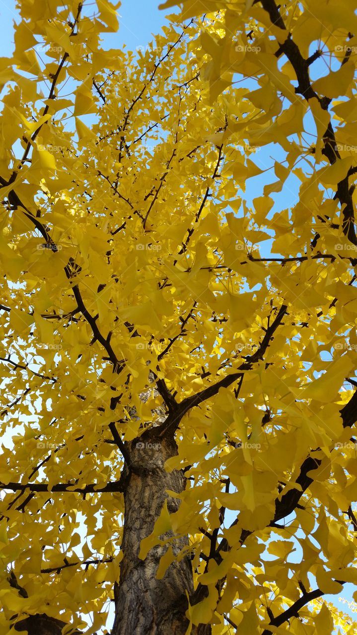 yellow leaves of a tree during autumn in Munich.