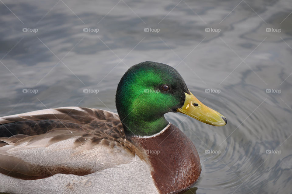 duck mallard by charles2111