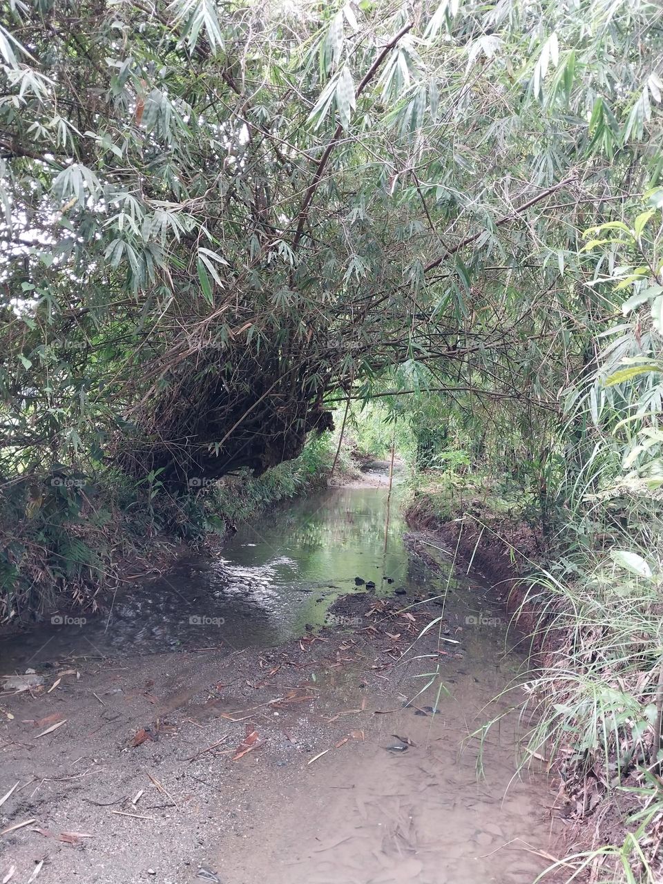 This is the picture that I've captured during my mountain hiking in my province. It is a small river like a tunnel with trees. The water that flows on it comes from a nearby falls. It's indeed a refreshing site that's worth visiting.