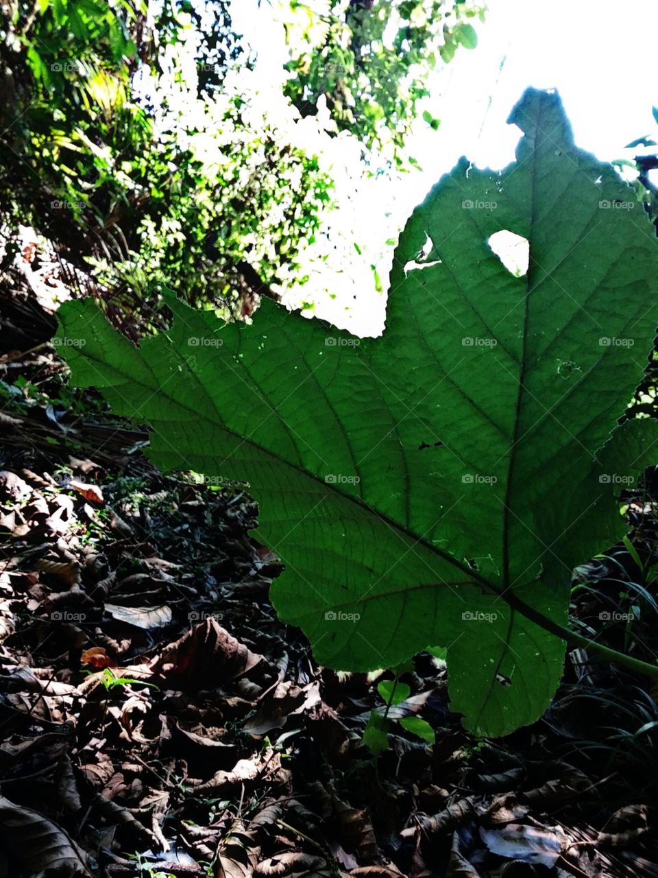 Defeitos perfeitos da natureza.