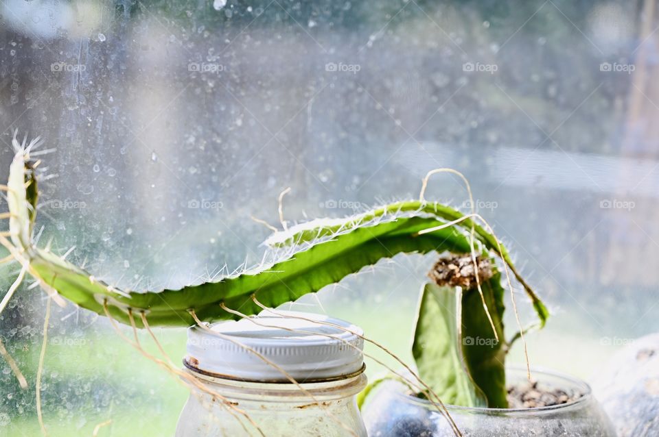 The dragon plant cactus, full of thorns and it grow longer to grab soil. It has a lot of hanging roots. 