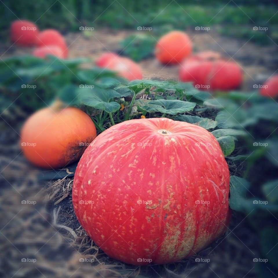 Organic Pumpkin Patch