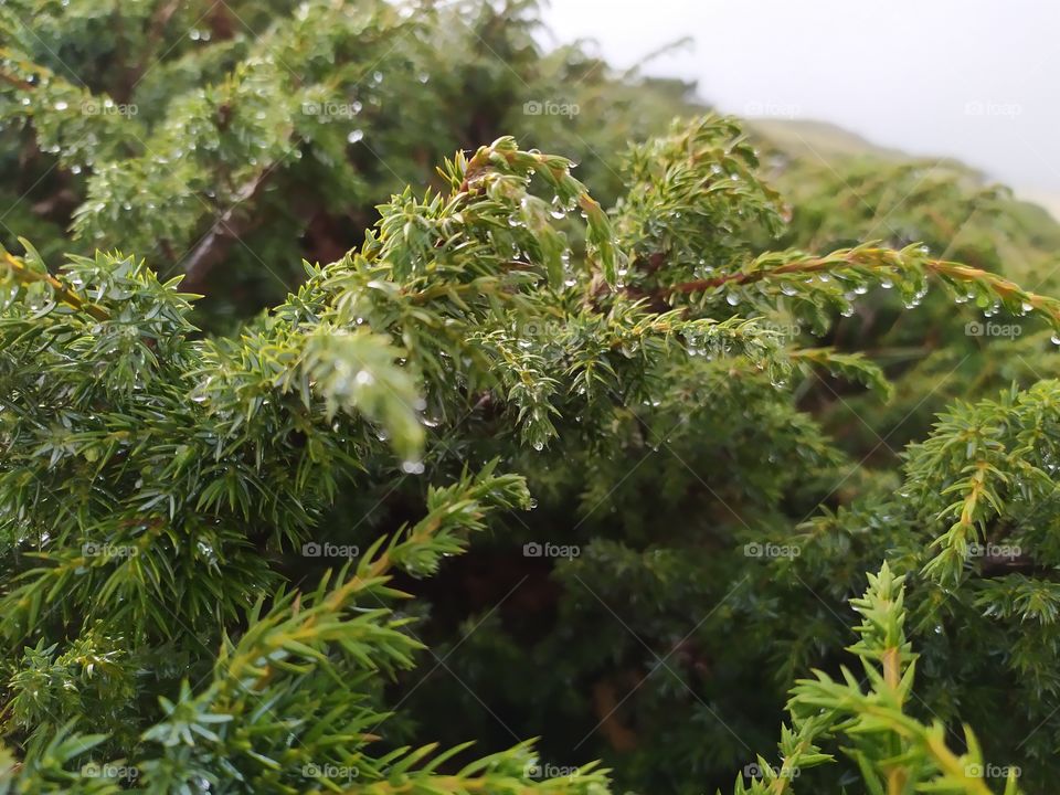 close up of pine plant with water drops