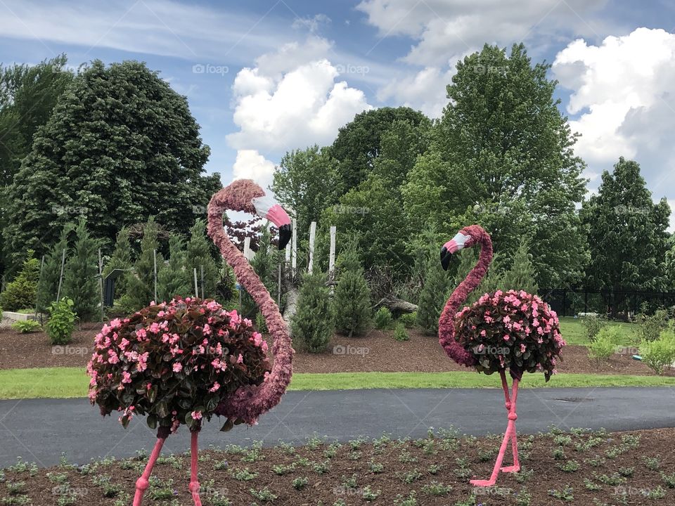 Flamingo bushes 