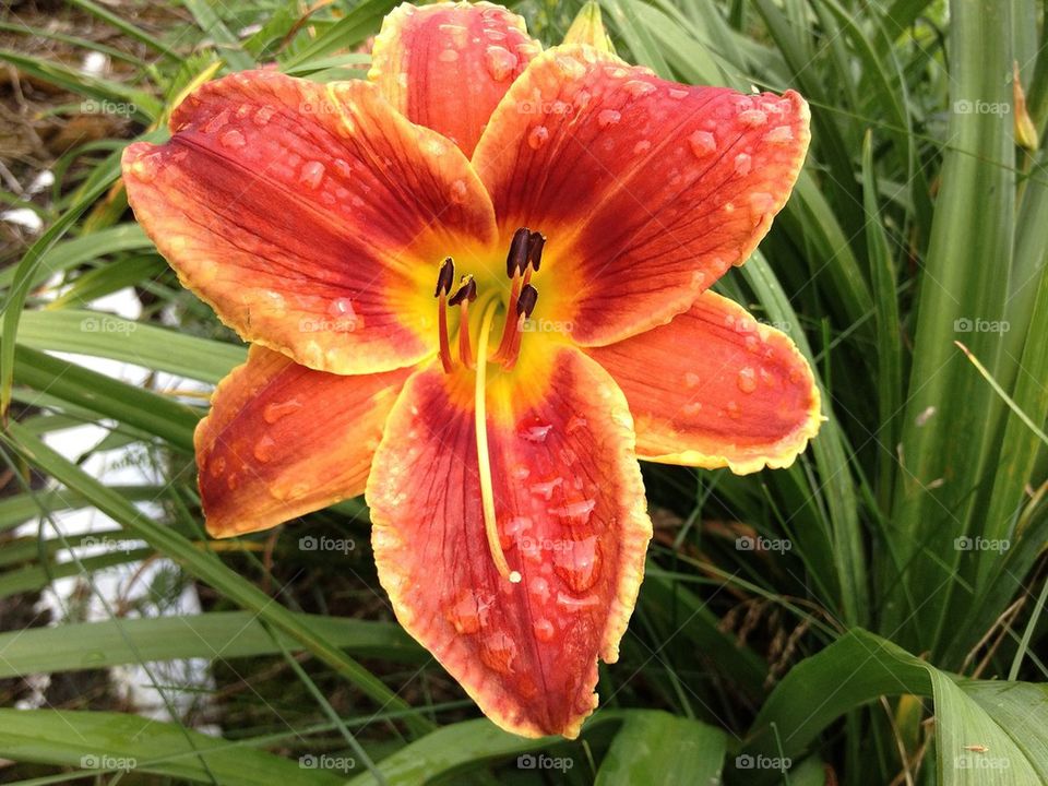 Daylily